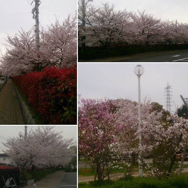 【Instagram】#八戸ノ里公園 #東大阪市 #花見